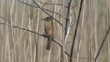 Video of Paddyfield Warbler - Singing Paddyfield Warbler near to the lake